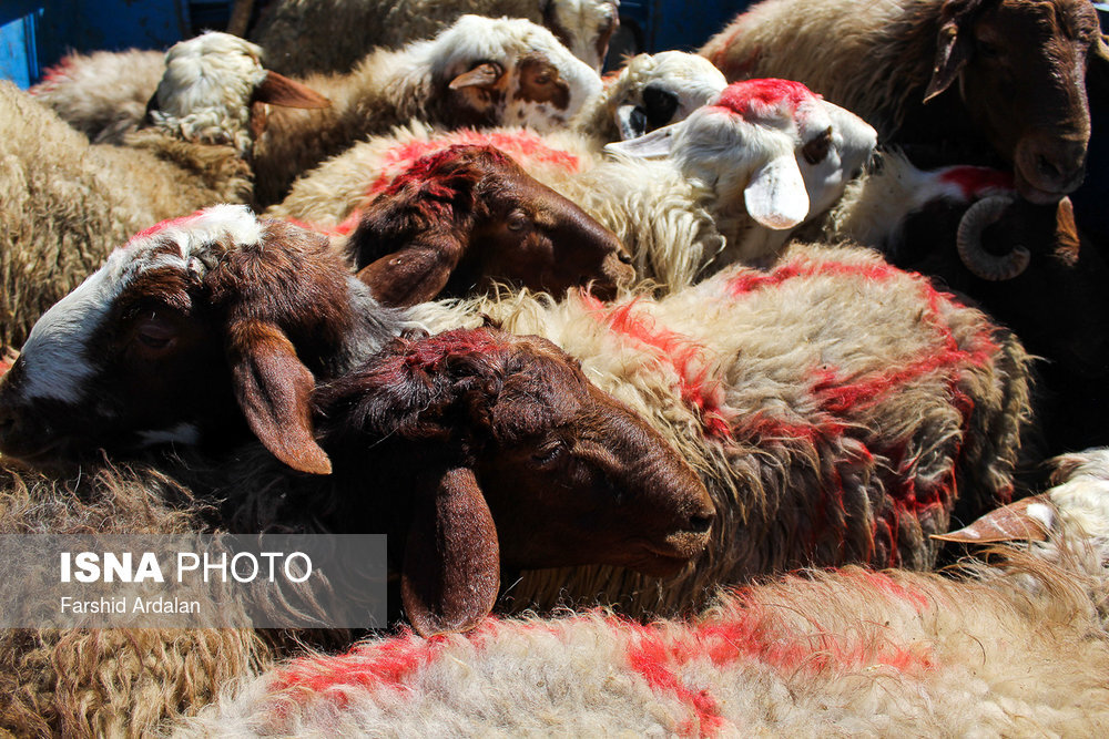 قیمت گوسفند عید قربان به زودی اعلام می شود